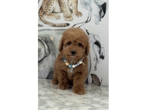 Orjinal maltipoo