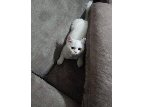 Oyuncu minik scottish fold