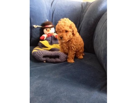 Poodle uygun bütçeli olanlar kaçırmasın