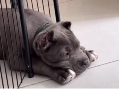 Korumacı cane corso yavrular