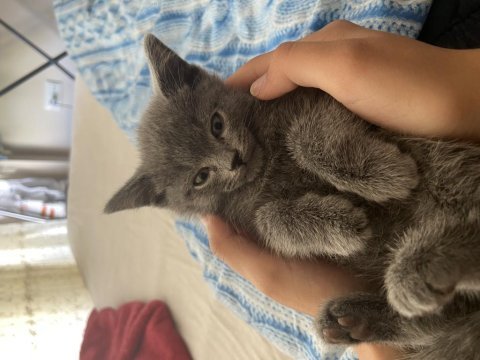 3 aylık british shorthair