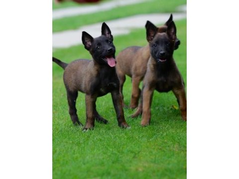 Belçika malinois yavruları 