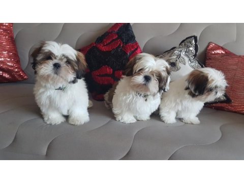 Orjinal saf kan shih tzu şitsu
