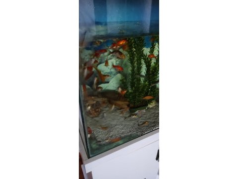 Hobiyi bırakıyoruz kople verilecek motor falan akvaryum