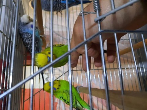 4 adet ful evcil konuşan muhabbet kuşu