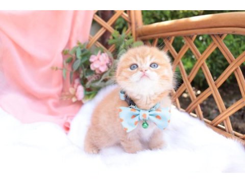 Top kafa scottish fold erkek yavru