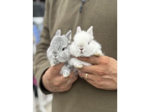 Bebek cüce tavşanlar hazır