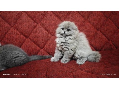 Mama karşılığı yavru scottish fold