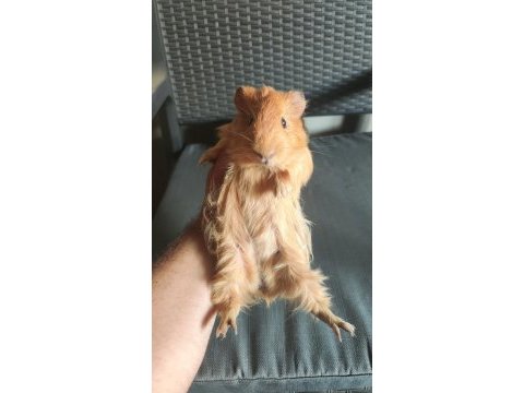 2 adet erkek ginepig
