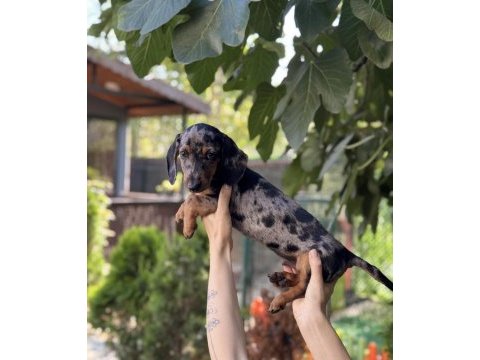Dünyalar tatlısı merle dachshund sosis bebeğimiz
