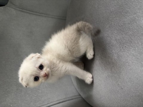Scottish fold yavrular