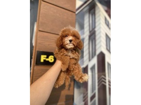 Dünyalae tatlısı cavapoo bebekler