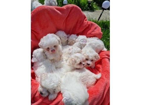En guzel morkie bebekler