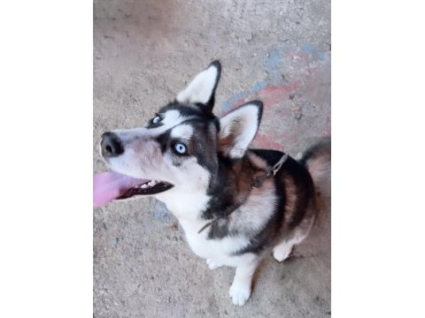 Köpeğimiz gamiye ömürlük yuva
