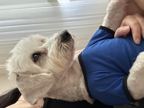 4 yaşında terrier