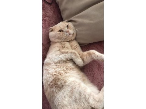 13 aylık erkek safkan ırk