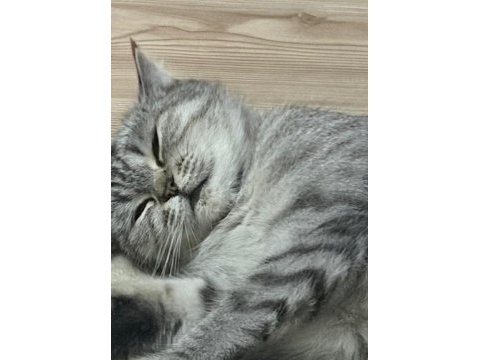 British shorthair dişi kedimiz