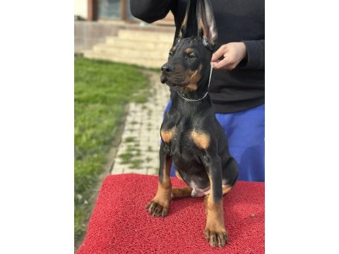Show kalite safkan doberman yavruları