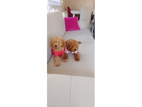 Yavru toy poodle