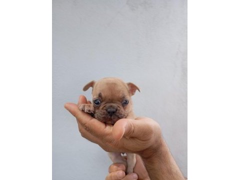 Meraklısına french bulldog