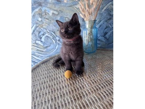 British shorthair nadir bulunan chocolate safkan erkek yavru