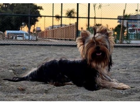 Orijinal yorkshire terrier yavrular