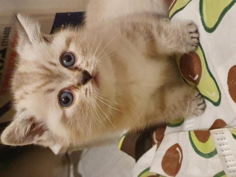 British shorthair şirin yavrum