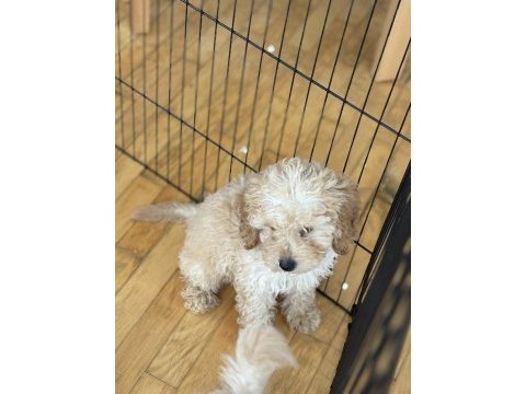 Poodle yavru köpekler