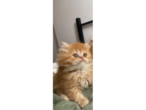 Şahane güzellik show kalite british longhair