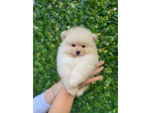 Tüy yumağı pomeranian bebeğimiz kuki