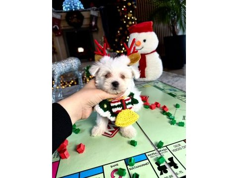Koreden gelen mikro boy maltese bebeğim