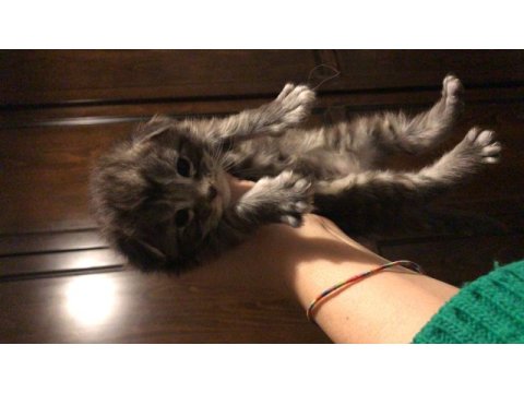 Sevimli oyuncu tatlı maine coon yavrular