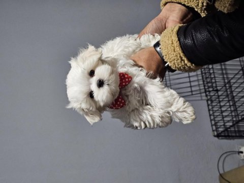 Safkan 0 numara kore maltese bebekler