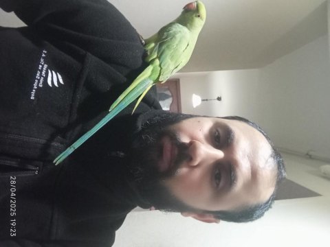 Pakistan papağanımız alışık kuşumuz