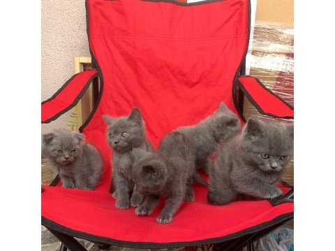 14 mart doğumlu scottish straight ve scottish fold