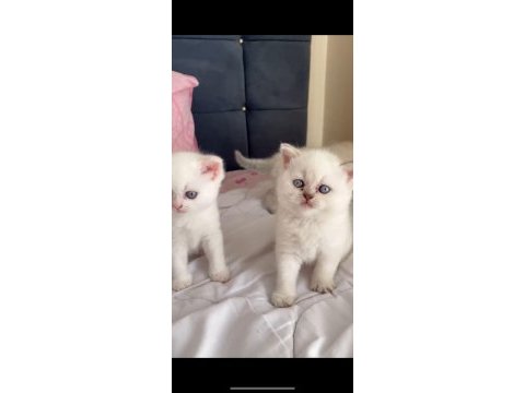 Safkan orjinal ırk yavru kedilerimiz
