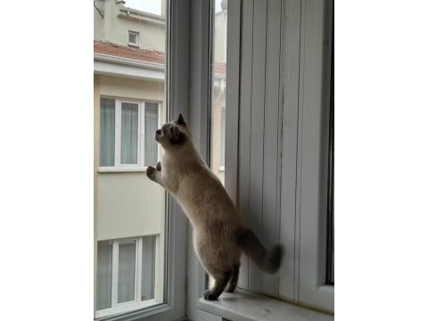 9 aylık british shorthair
