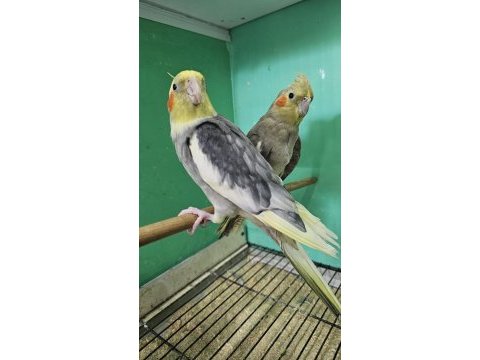 Açıklamayı okuyun damızlık takım kuşlar