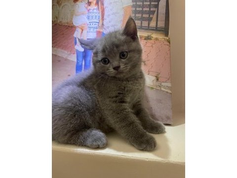 07 mayıs doğumlu erkek british shorthair bebeğimiz