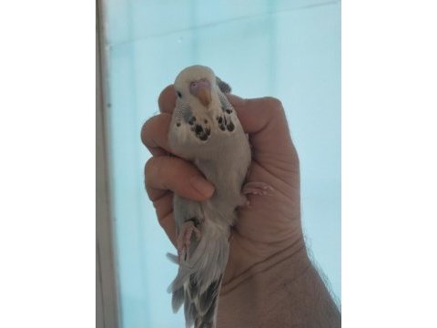Yavru show jumbo muhabbet kuşu