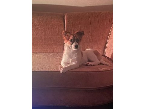 1.5 yaşında corgi melezi kızı sahiplendirmek istiyorum