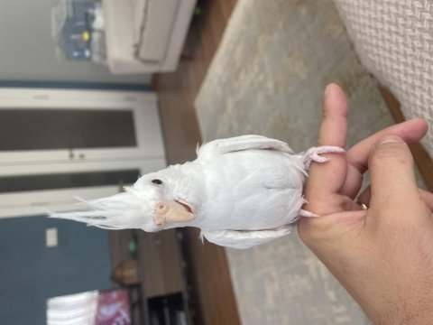 3 aylık evcil albino sultan papağanı