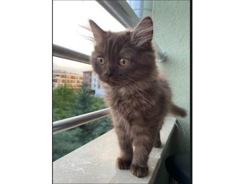 Oyuncu ares yavru kedimizi sahiplendirmek istiyoruz