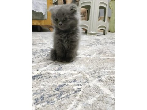 2 aylık scottish fold yavrularımız