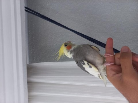 1 adet erkek ötüşlü ısırmayan sultan papağanı