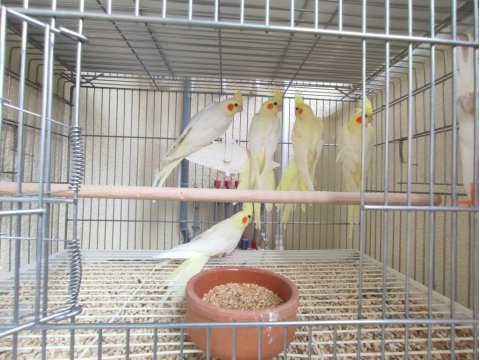 2023 bilezikli yerli sultan papağanı yavrular