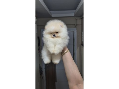 Üst kalite ayıcık yüz pomeranian boo erkek