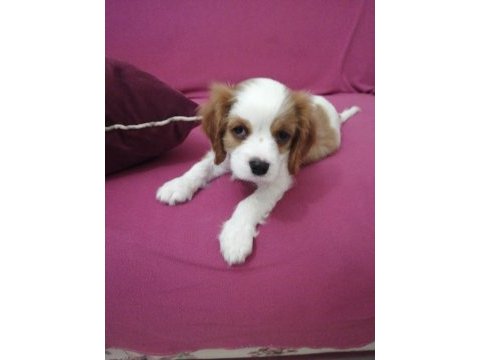 3 aylık cavalier king charles yavrumuz