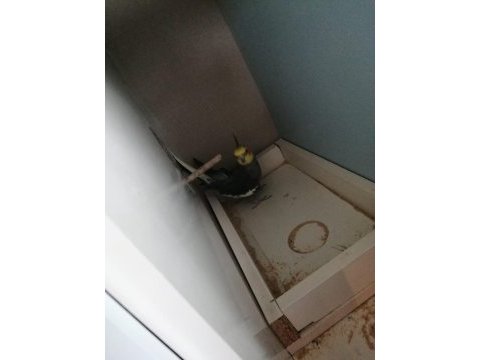 Sultan papağanı 2 eş tutmuş takım ve tüm ekipman
