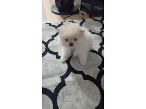 Pomeranian beyaz 2.5 aylık erkek